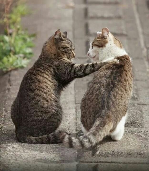 Два котика общаются