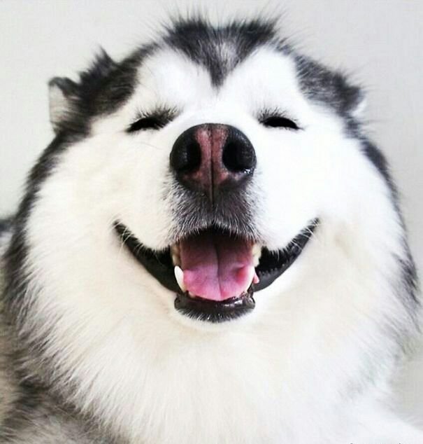 Маламут хаски самоед