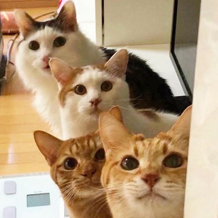 Мем Наташа и коты