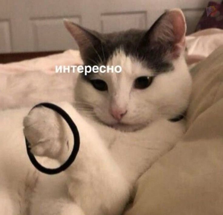 Пикчи с котами мемы