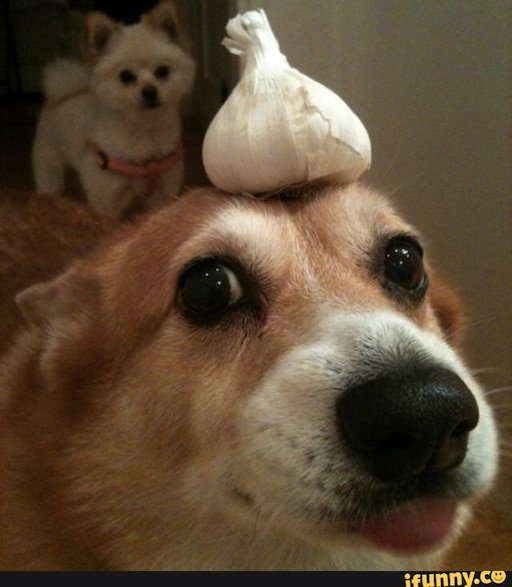 Мемы с собачками