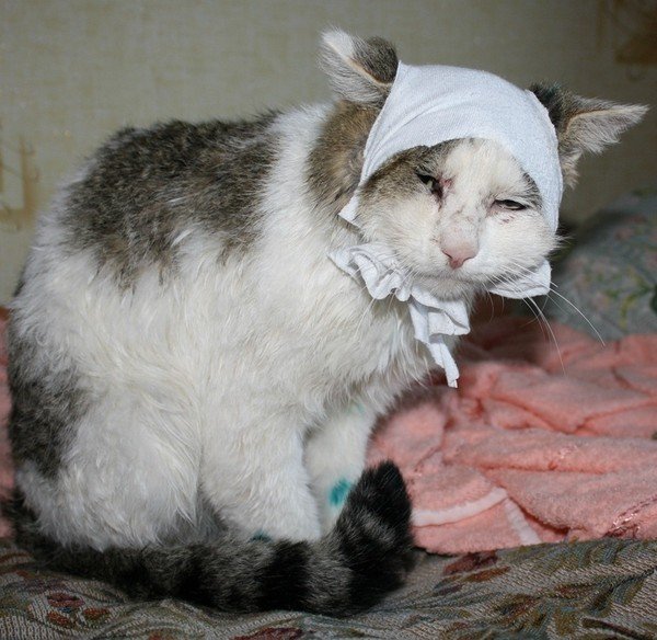 Кот с забинтованной головой