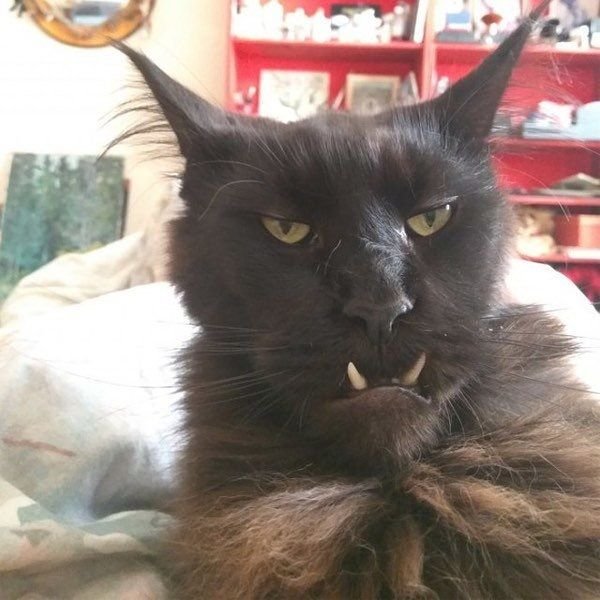 Лок'тар Огар кот