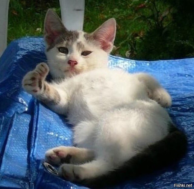 Кот палец вверх