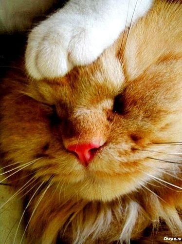 Котенок с больной головой