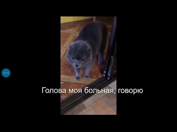 Кот голова моя болит