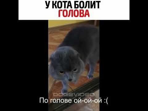 У кота болит голова