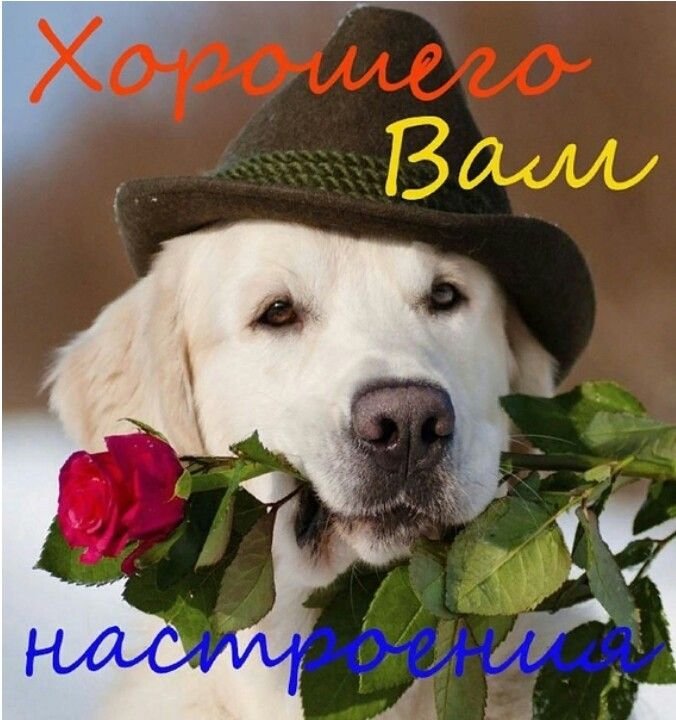 Открытка лабрадор с цветами