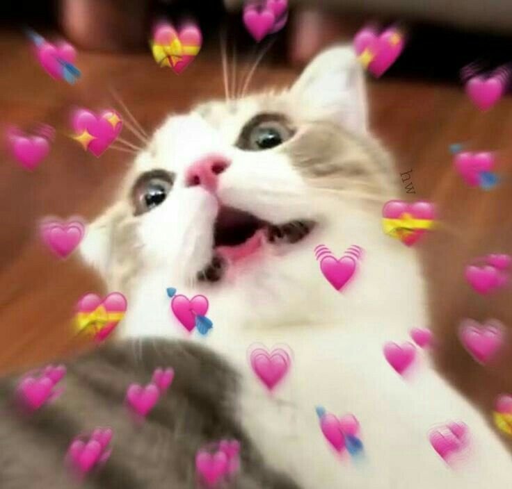 Милый котик с сердечками
