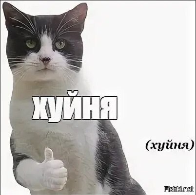 Кот показывает класс