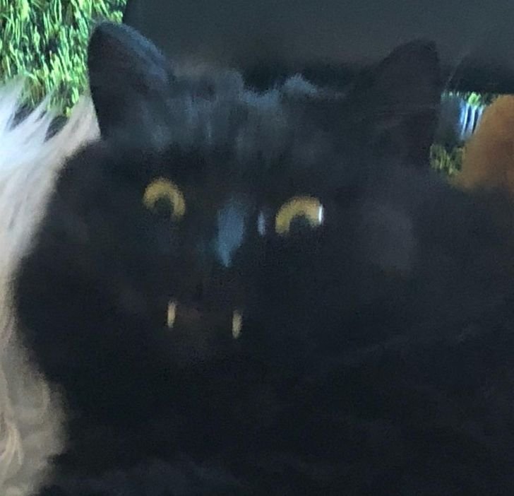 Смешной черный кот с клыками