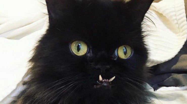 Черный кот с клыками