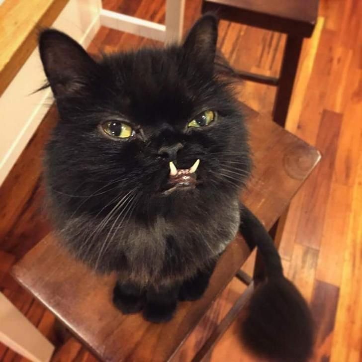 Персидские кошки с клыками