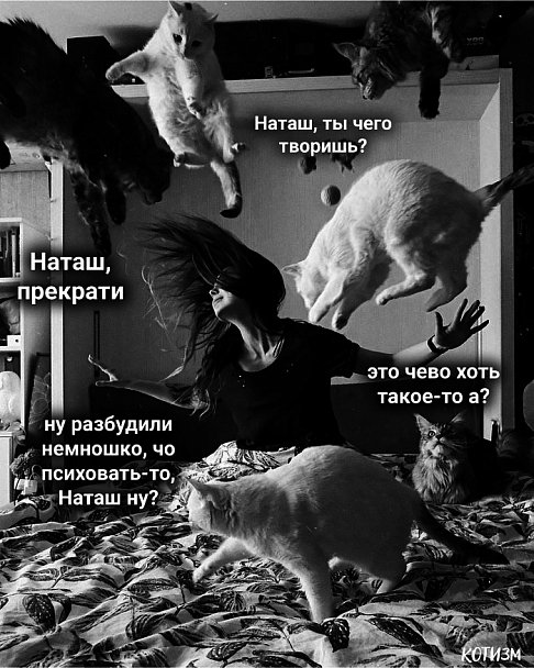 Наташа и коты приколы