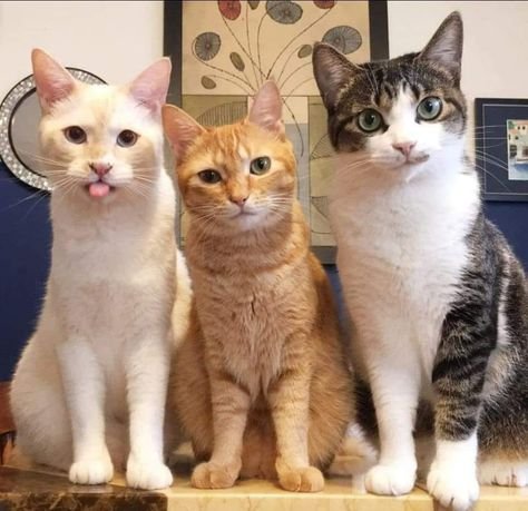 Коты смешные Веселые