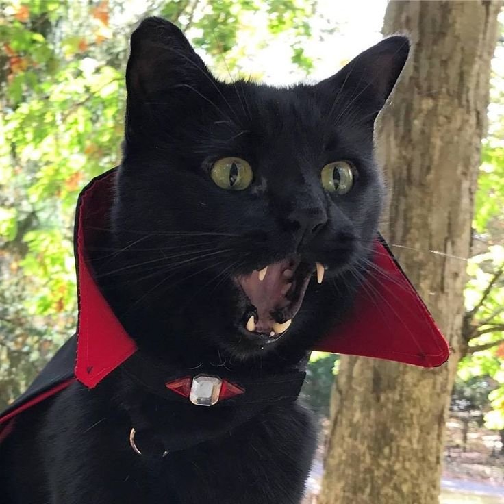 Черный кот вампир