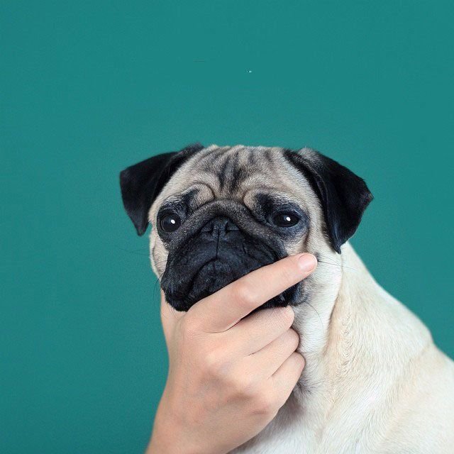 Мопс гладкошерстный