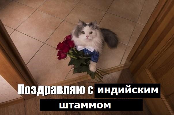 Кот с букетом цветов