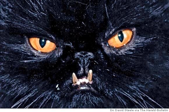 Персидские кошки с клыками