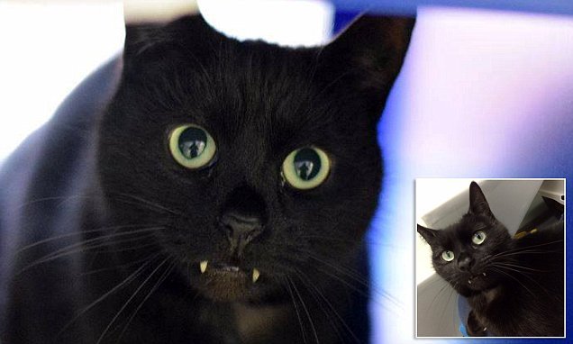 Черный кот с клыками