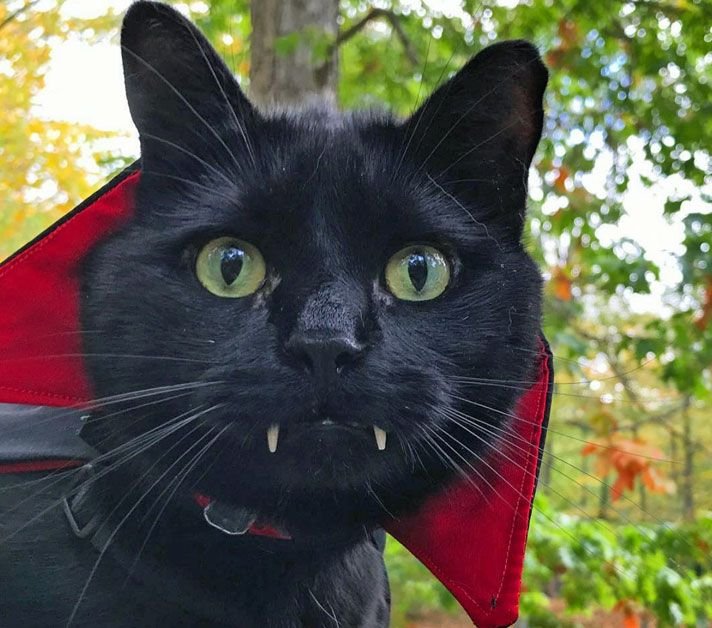 Кот Дракула прикол