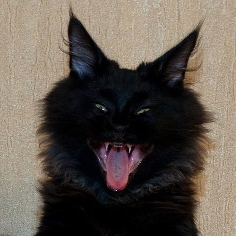 Черный зубастый кот