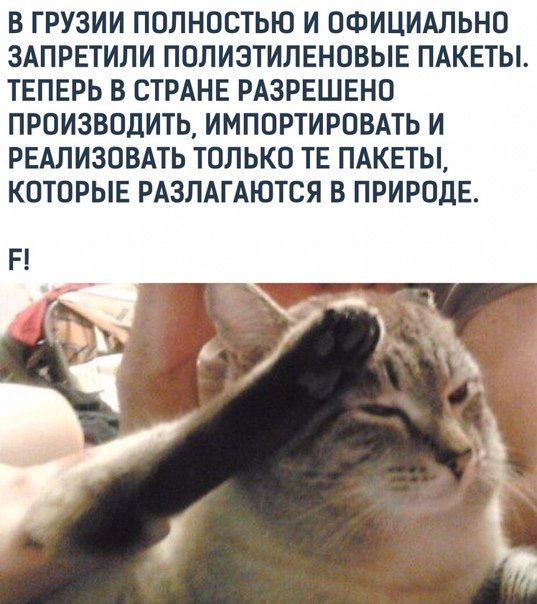 Отдать честь кот