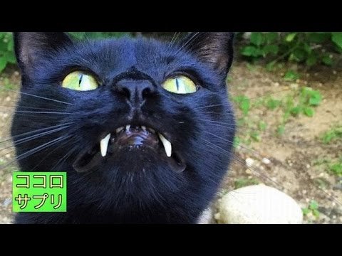 Черный кот с клыками Мем