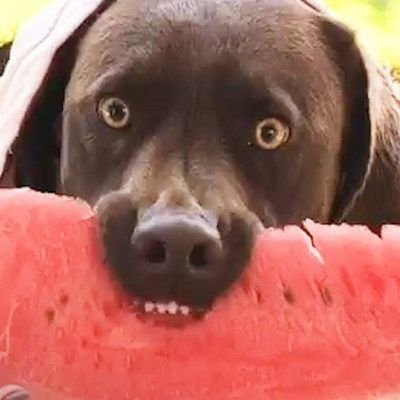 Собака с арбузом на голове