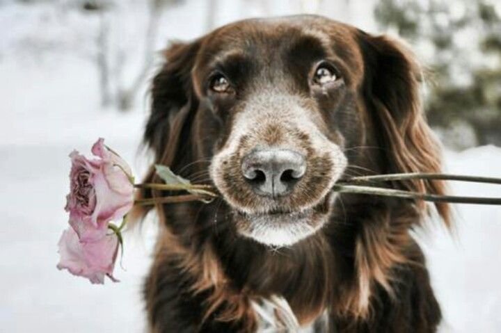 Собака с цветком в зубах