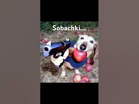 Собака гармошка