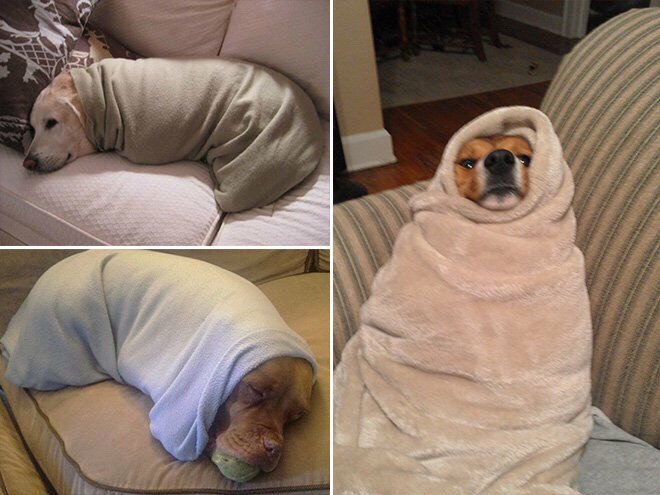 Закутанный в плед