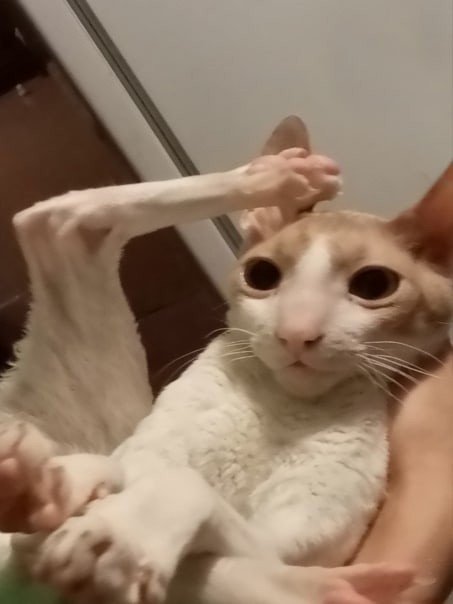 Кот с лапой у головы