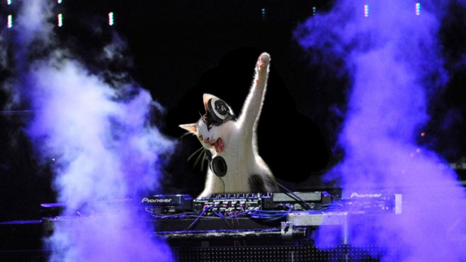 Дискотека кошек