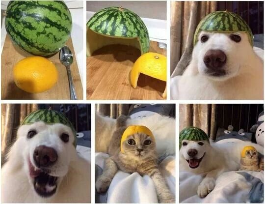 Собака с арбузом на голове
