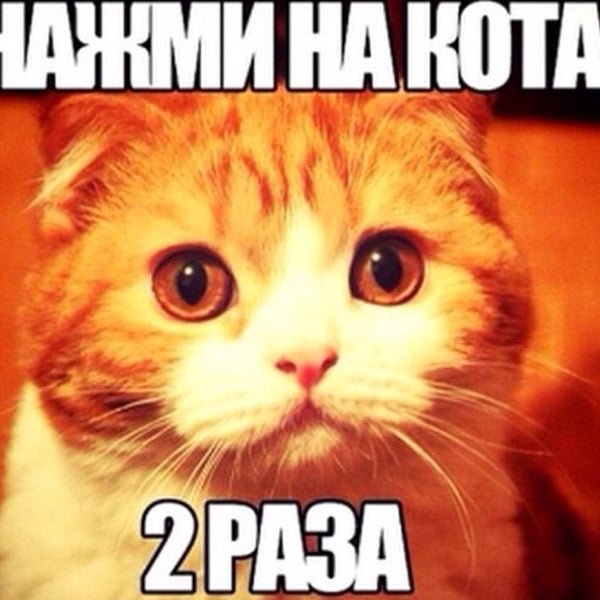 Мемы с котиками с надписями