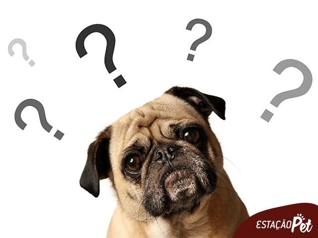 Вопросительная мордочка