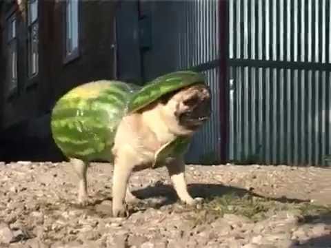 Собака арбуз