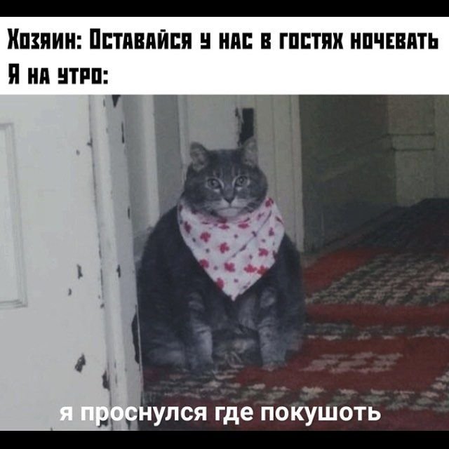 Кот неси жрать