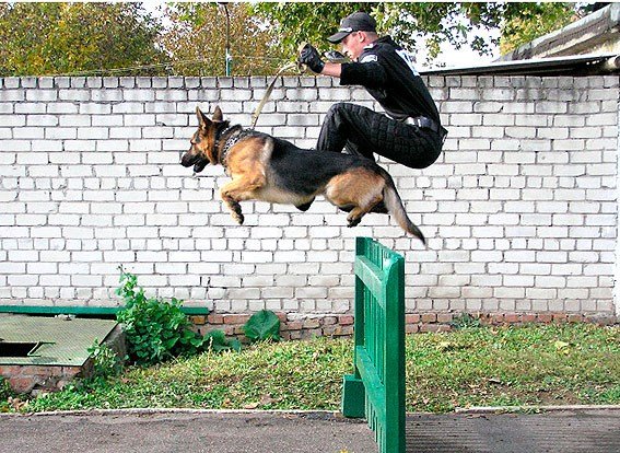 Смешной кинолог