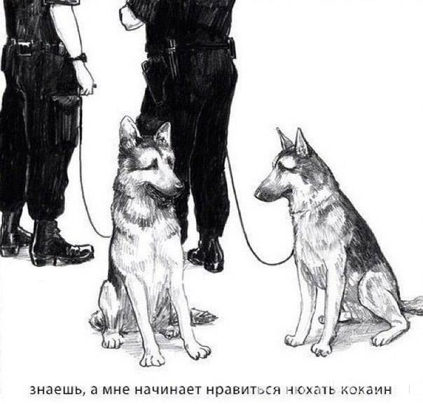 Кинолог с собакой прикол