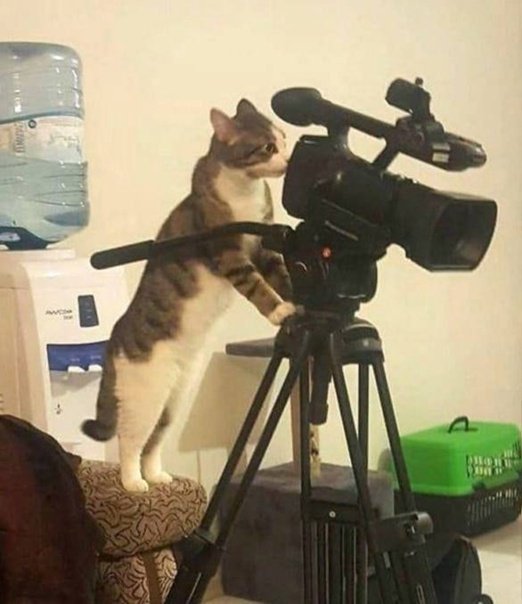Кот с камерой Мем