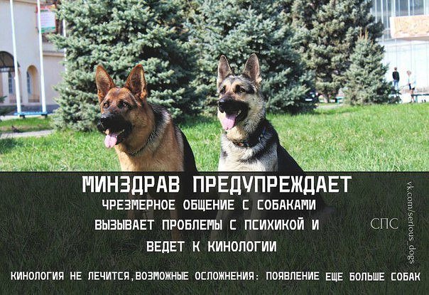 Приколы про собак и собачников