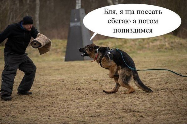 Прикольные надписи про собак