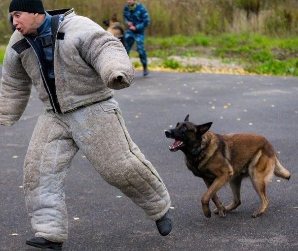 Профессия кинолог