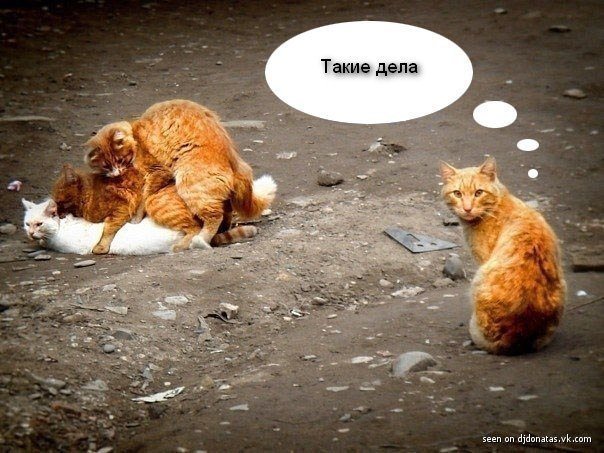 Котик такие дела