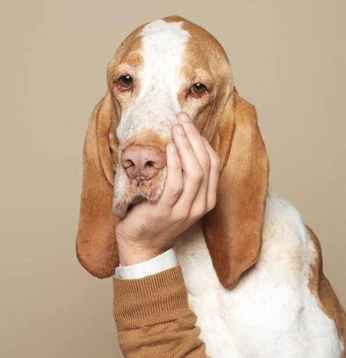 Собака думает