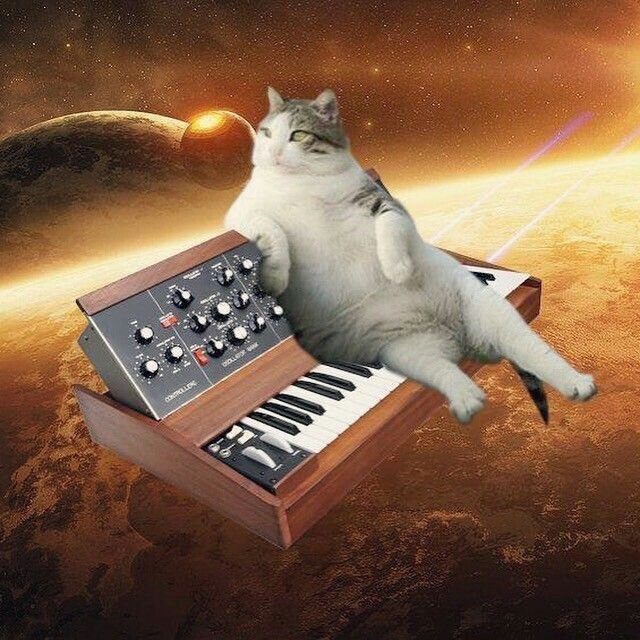 Кот звукорежиссер