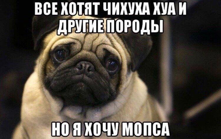 Мопс Мем