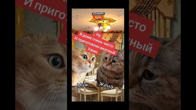 2 Кота общаются Мем